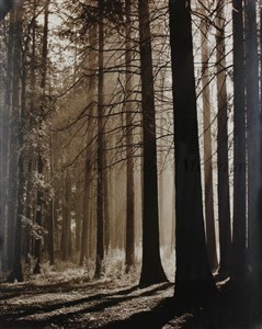 Image description is not available for 2009.084